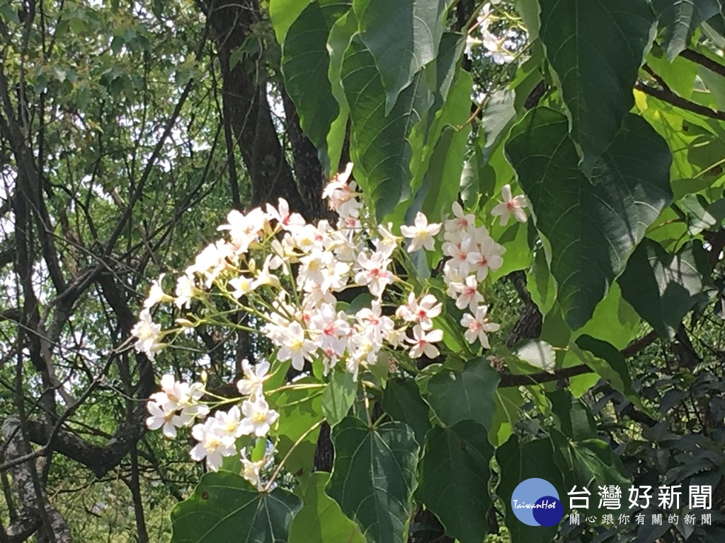 東勢林場的道路旁就可以近距離看到油桐花。(圖/記者王丰和攝)