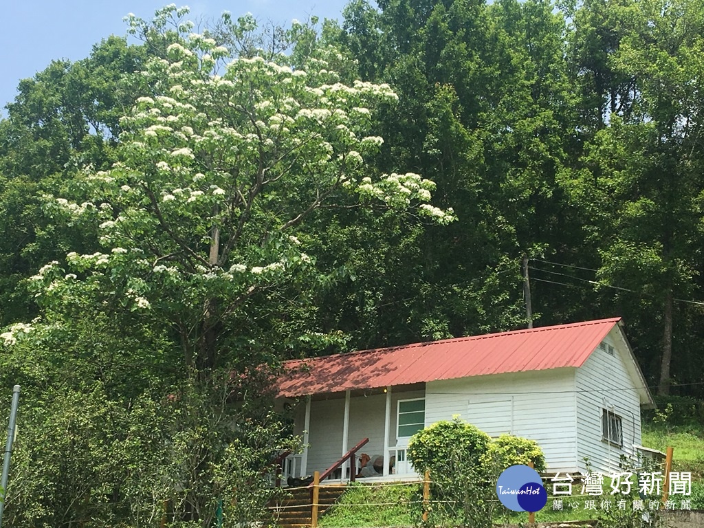 住宿的林間小木屋旁的油桐花，在屋簷下就可以欣賞花白色花瓣紛飛的美景。(圖/記者王丰和攝)