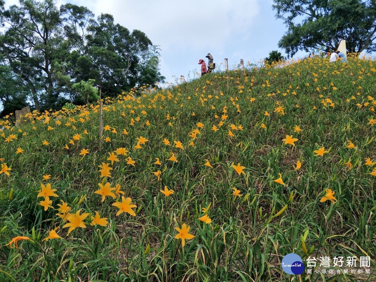 金色花浪來襲　花壇虎山巖金針花盛開 台灣好新聞 第1張