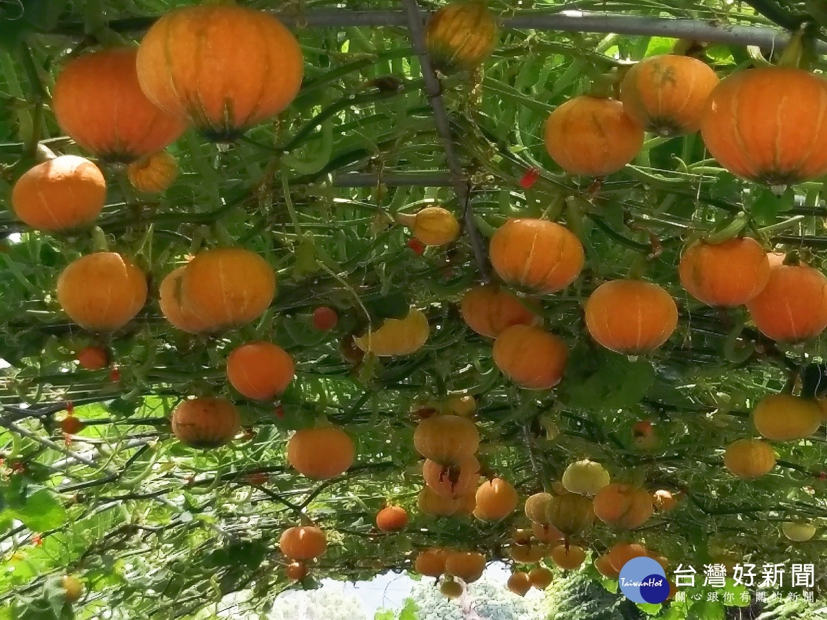 東昇是唯一可食用品種