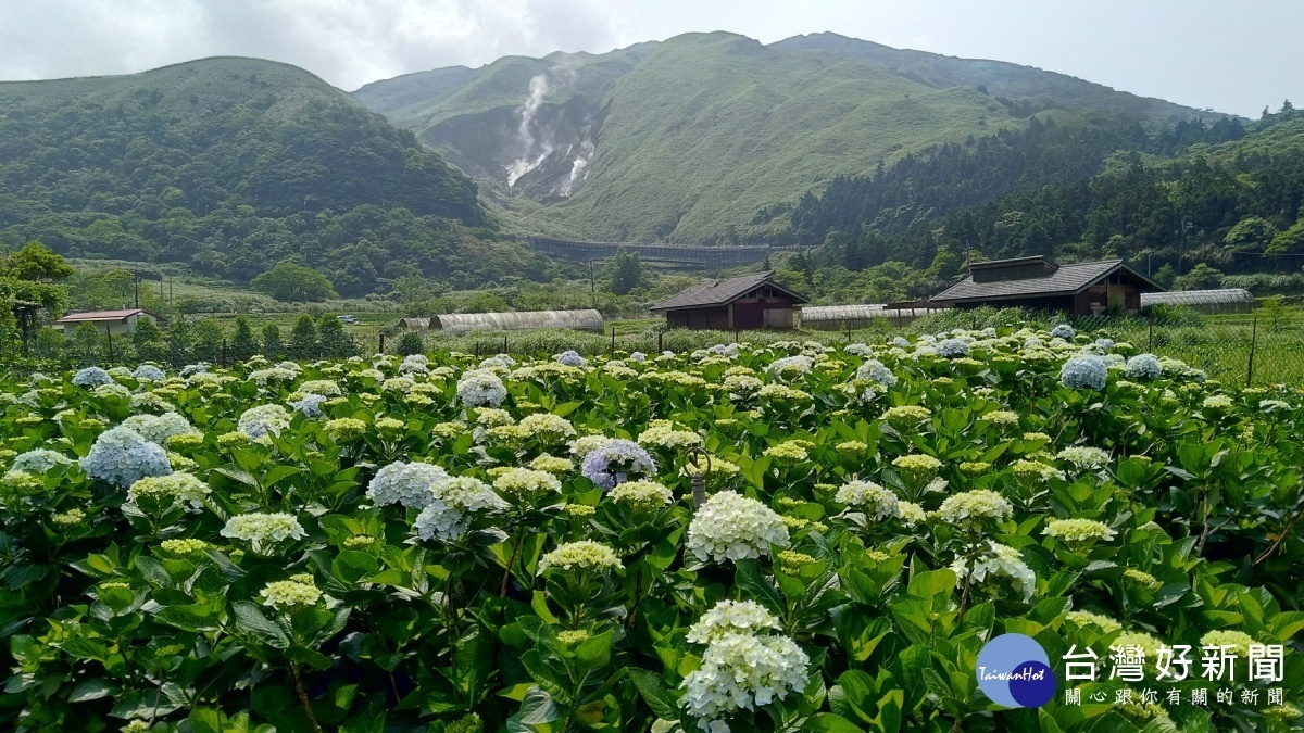 陽明山上的繡球花在陽光的熱情照耀下,已陸續開花(圖/北市府產業局提供)
