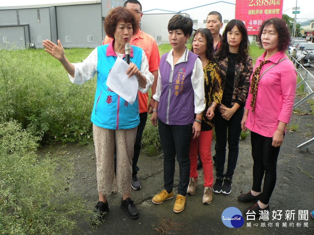 毒草銀膠菊入侵太平碰觸皮膚紅腫 吸入花粉恐過敏 蕃新聞