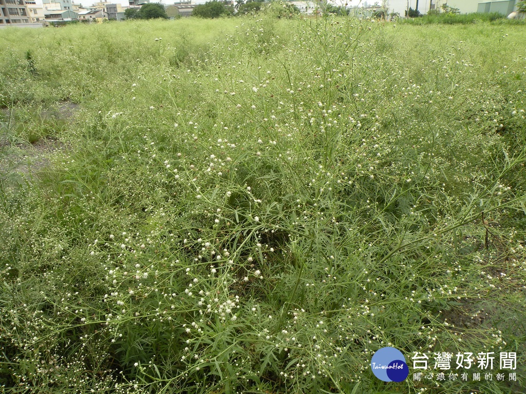 銀膠菊花如滿天星、葉如艾草。林重鎣攝