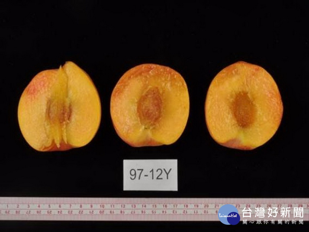 金紅水蜜桃是黃肉。林重鎣攝