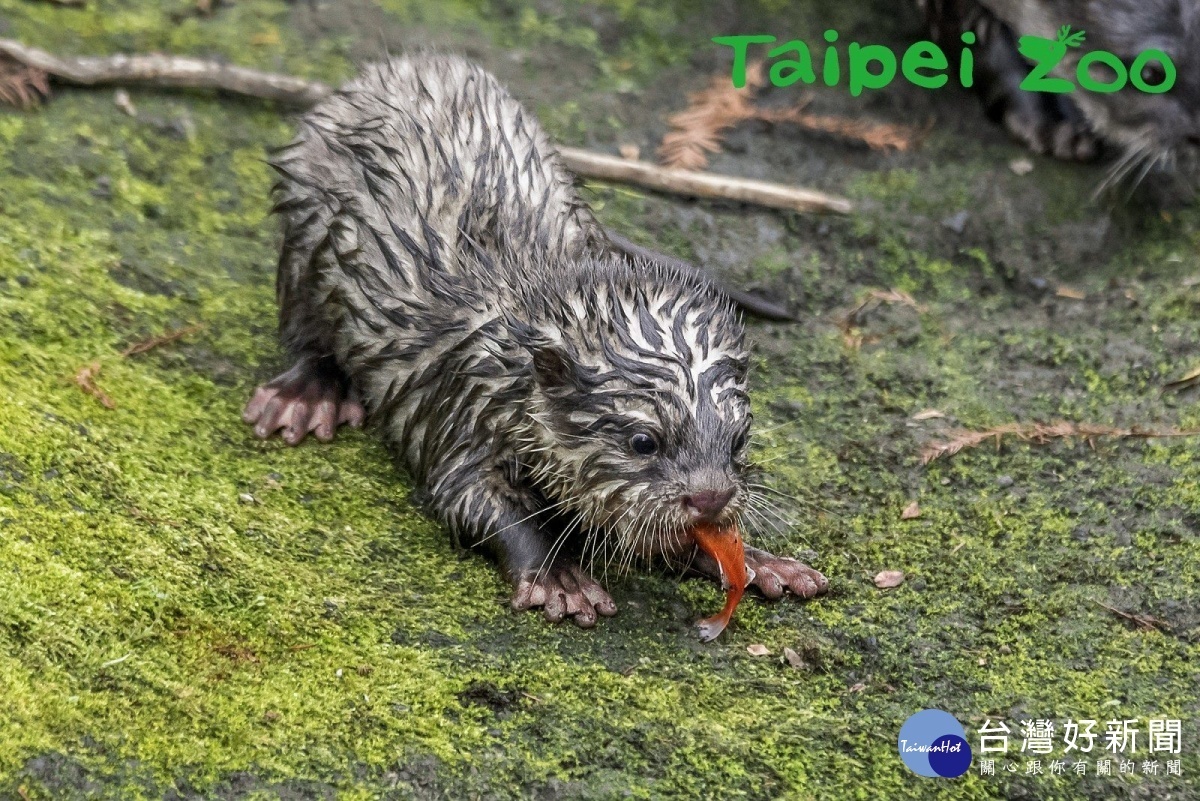 小爪水獺寶寶練習自己抓魚吃(圖/台北市立動物園)