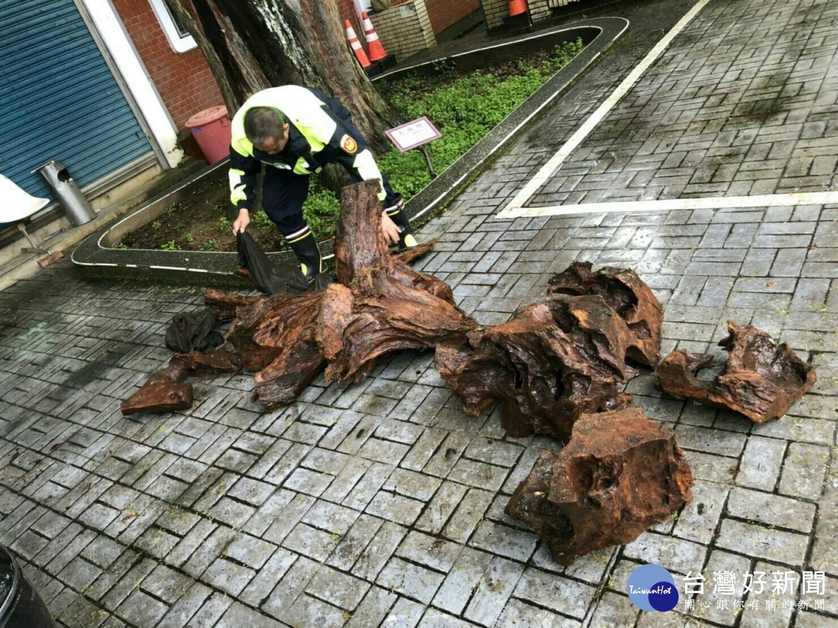 大溪分局查獲山老鼠　起出高價植肖楠木 台灣好新聞 第1張