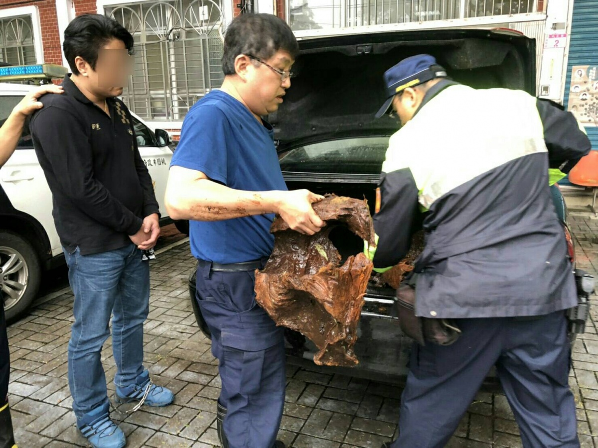 大溪分局查獲山老鼠　起出高價植肖楠木 台灣好新聞 第2張