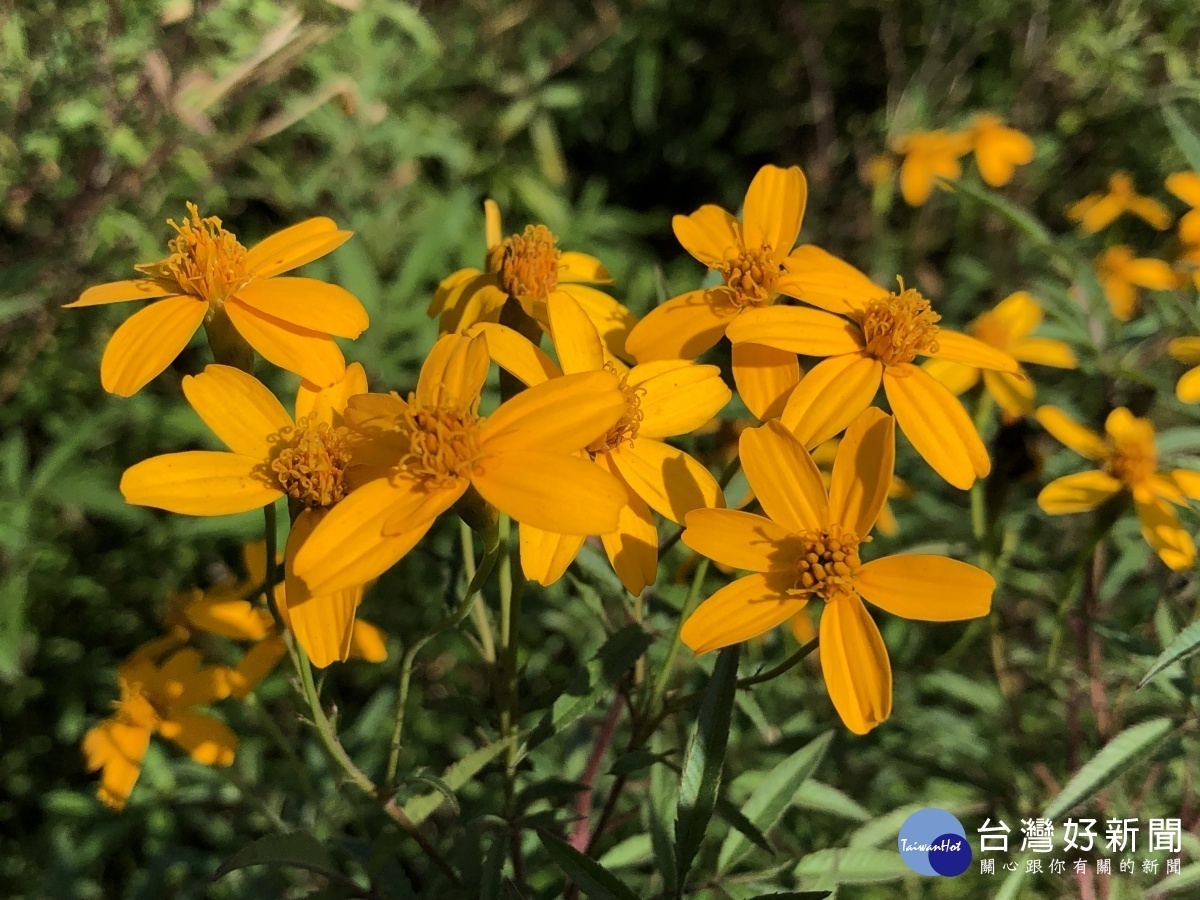芳香萬壽菊的甜香隨著風拂過(圖/台北市大地工程處提供)
