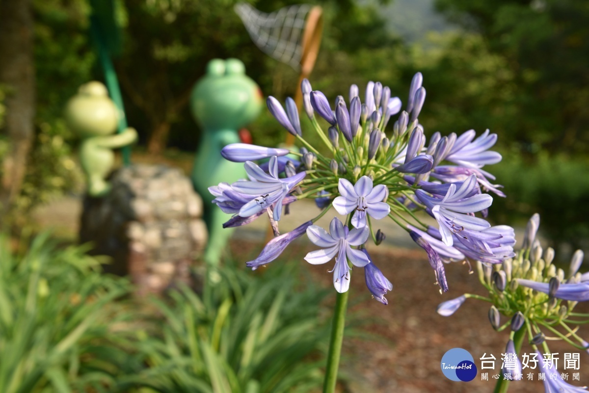 愛情花將草地點綴成燦爛奪目(圖/台北市大地工程處提供)