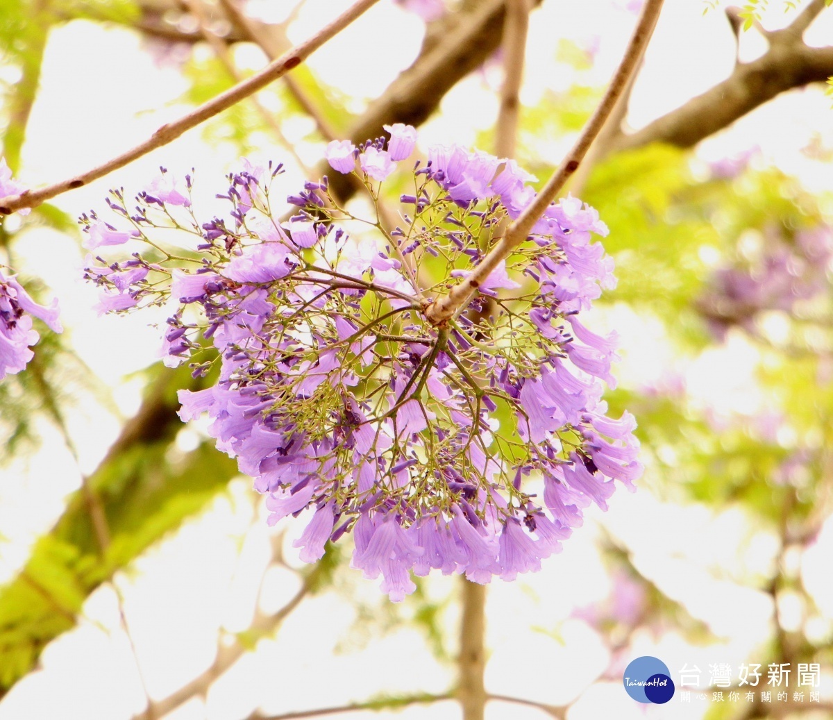 串串藍紫色小花，為春天染上夢幻的色彩（圖／北市府工務局提供）