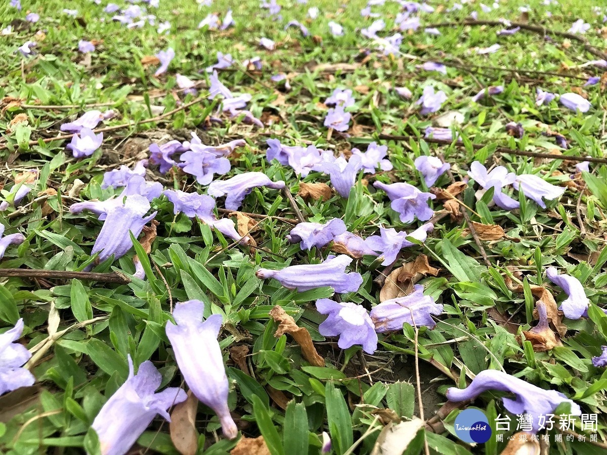 落英繽紛，地面一片浪漫紫色（圖／北市府工務局提供）