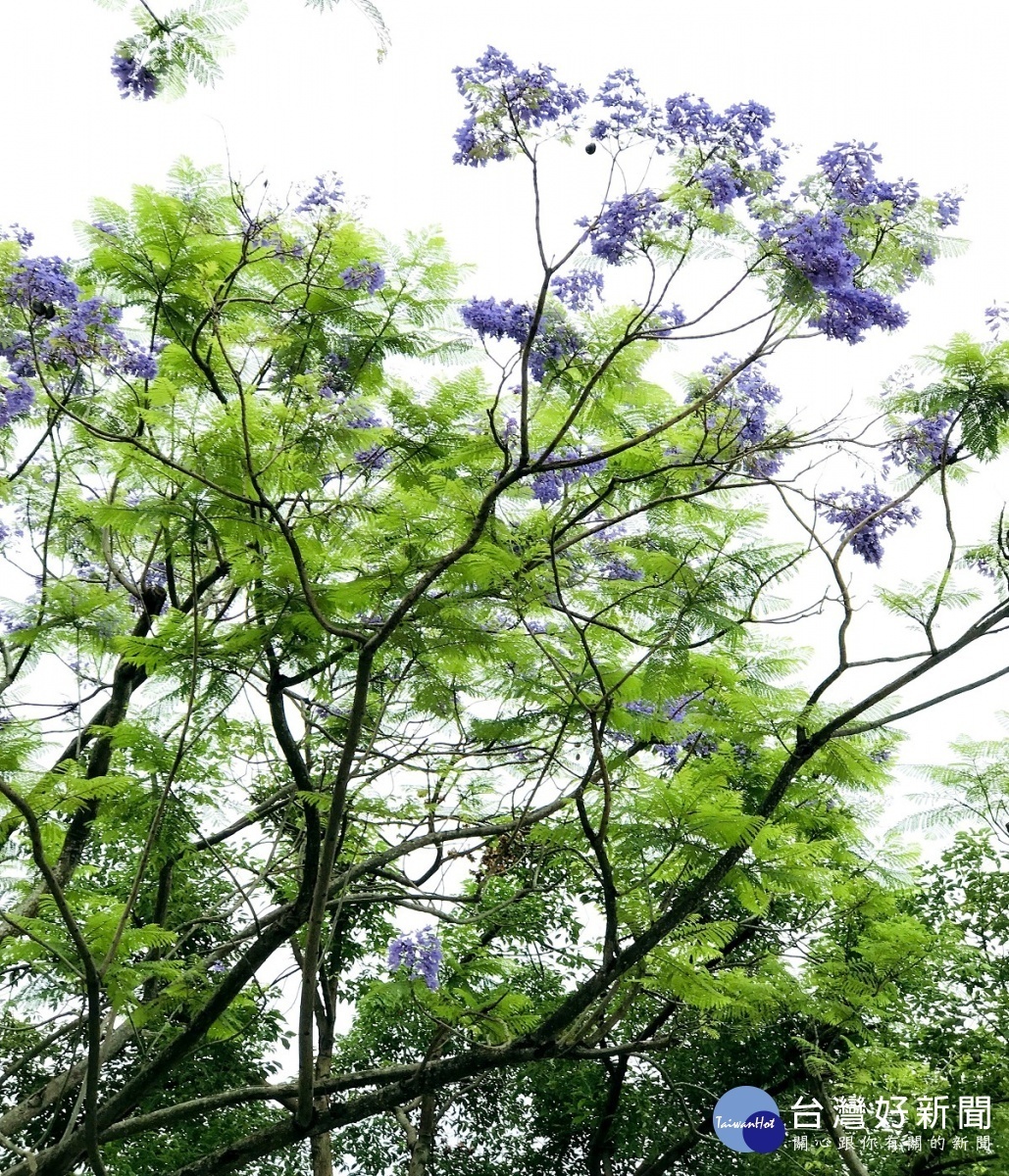 藍花楹高大，高可達15公尺以上（圖／北市府工務局提供）