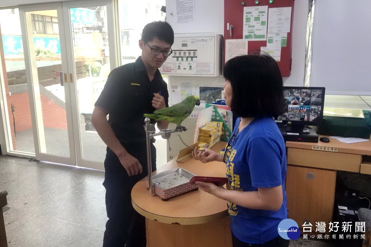調皮的小黃帽亞馬遜鸚鵡「離家出走」，熱心的警員陳彥凱透過臉書找到飼主，讓小鸚鵡得以回到主人身邊。