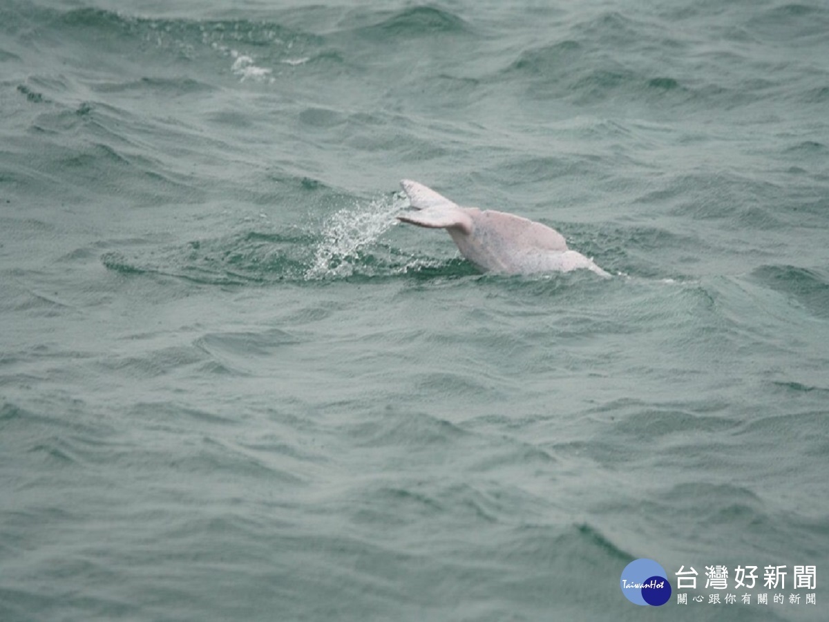 記錄白海豚出沒　海巡中分署結合民間推廣保育觀念