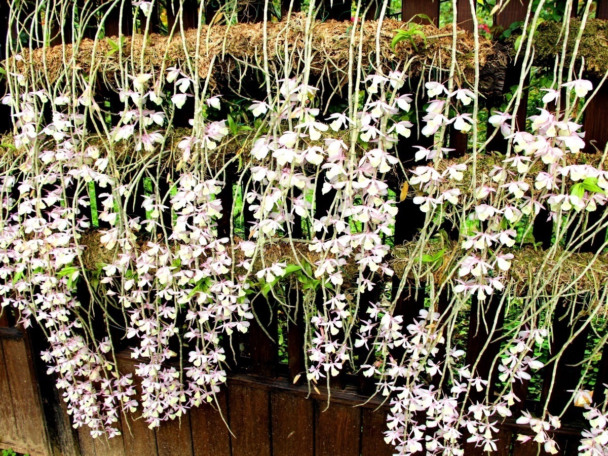 石斛蘭有著淡淡的茉莉花香氣真是令人著迷。（圖／台北市公園處提供）