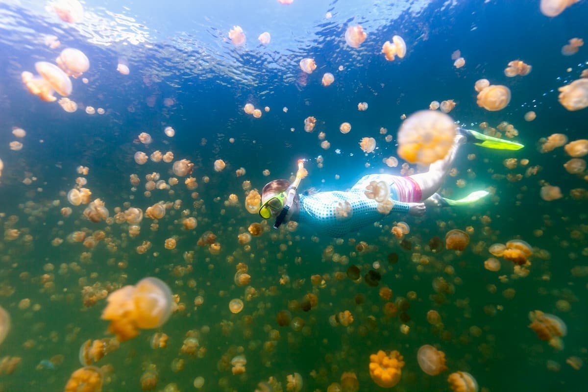 在帛琉水母湖與成千上萬無毒水母共遊。（圖／喜鴻假期提供）
