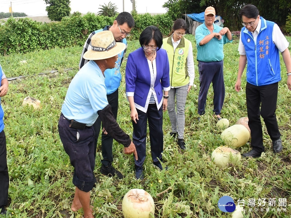 彰化西瓜裂瓜情況嚴重 王惠美勘災盼農政單位補助