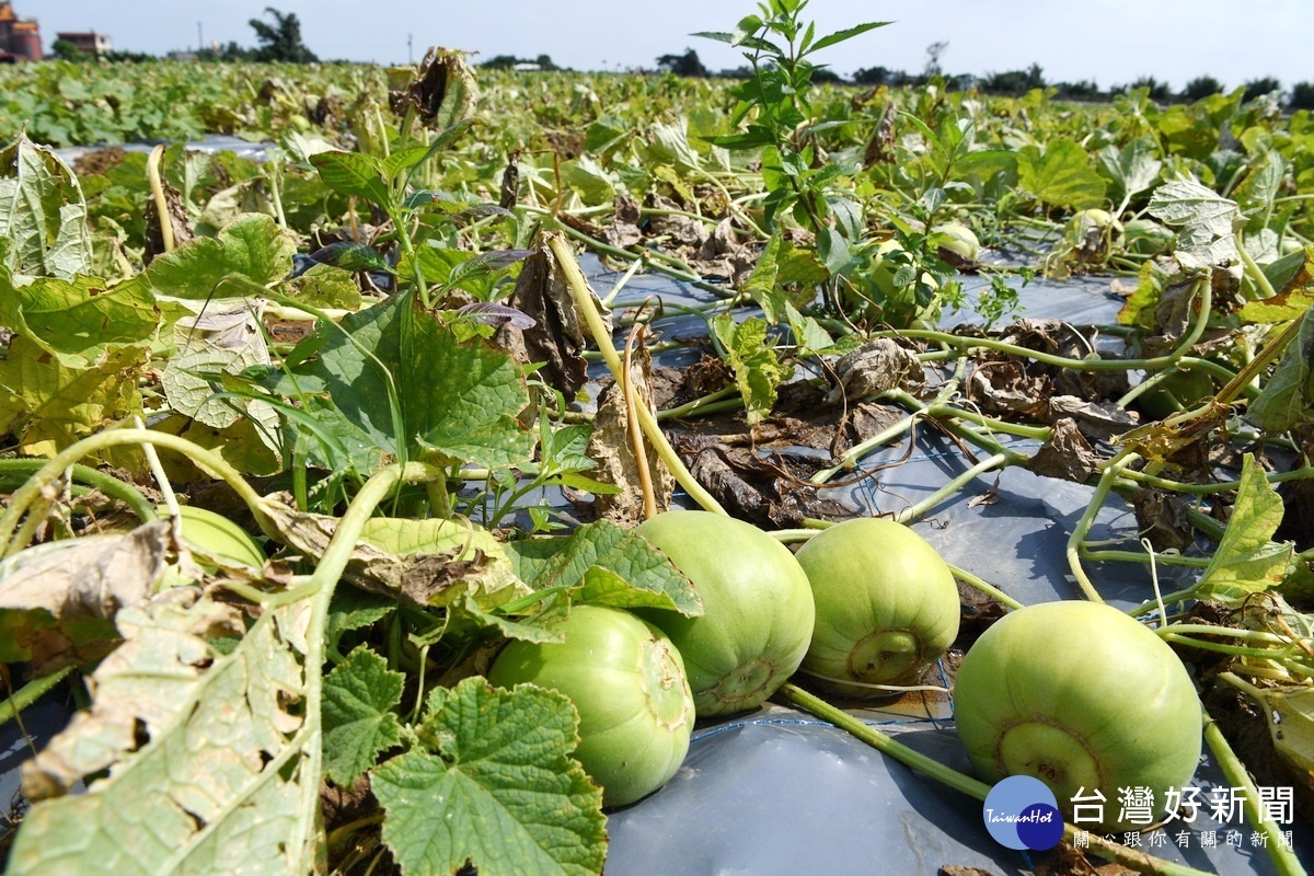 桃園市觀音區的農作物香瓜受到五月豪雨侵襲災損情形嚴重。