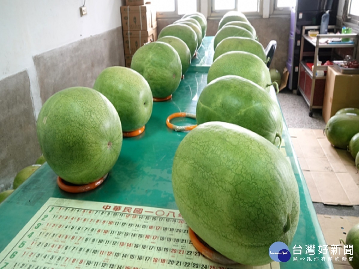 福興西瓜甜度高 年度西瓜節25日免費呼你呷免驚