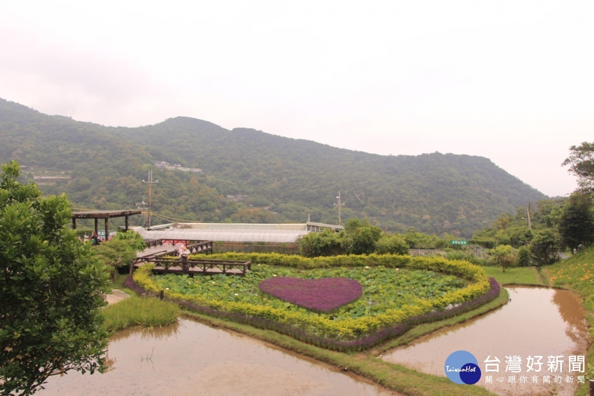 白石湖同心池香彩雀盛開(圖/北市大地工程處提供)