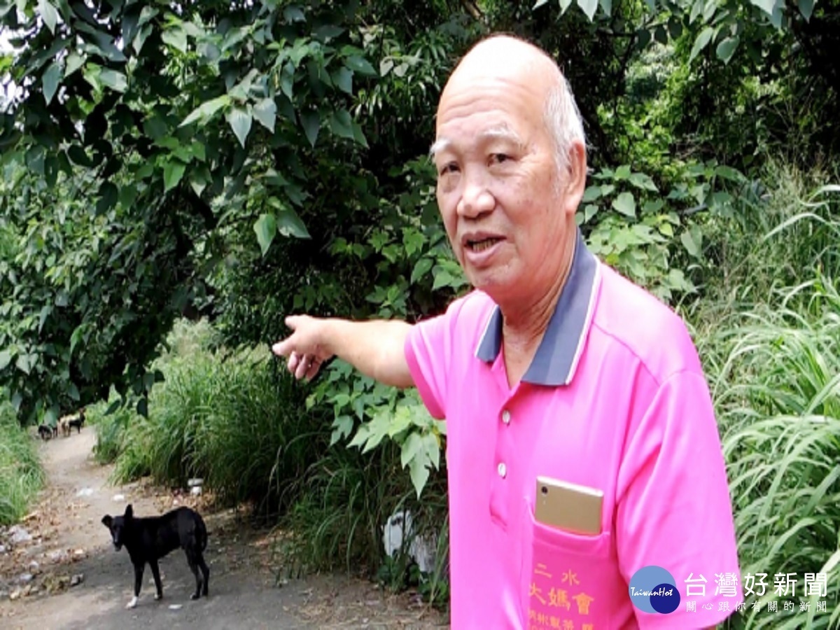二水鄉豐柏步道流浪狗佔據 群聚橫行攻擊登山民眾