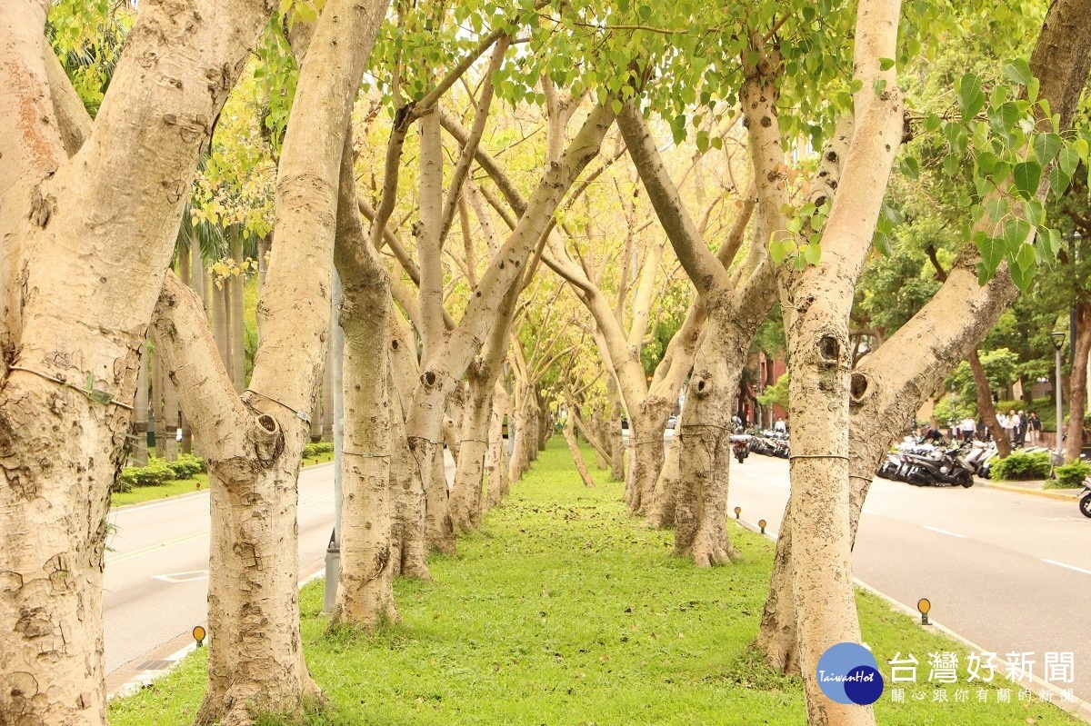 又名畢缽羅樹、神聖之樹的菩提樹，為桑科榕屬，株高可達20公尺以上。