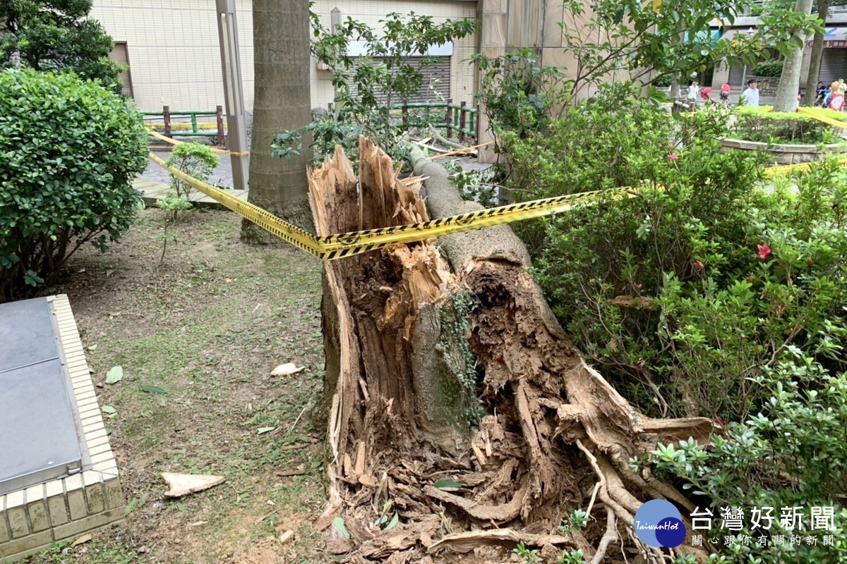 龍潭某一社區發生府朽老樹斷裂壓死老嫗的不幸事件，現場拉起封鎖線。