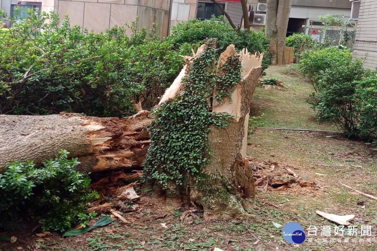 龍潭某一社區發生府朽老樹斷裂壓死老嫗的不幸事件。