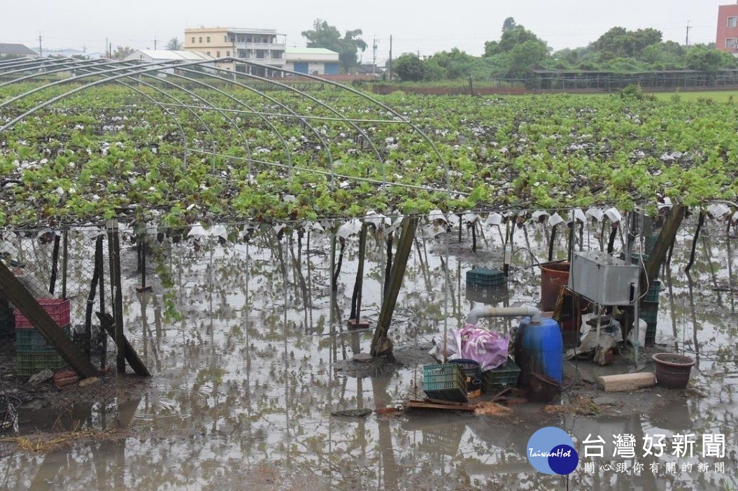 連日豪大雨成災，位在彰化溪湖鎮部份產區葡萄，因泡水出現龜裂、腐爛與落果災情。
