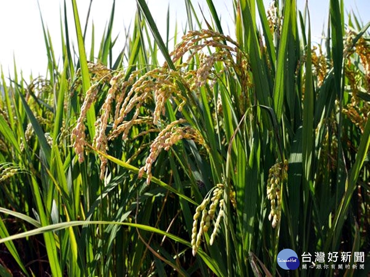 稻作直接給付與保價收購並行制度 農糧署鼓勵農民種好米