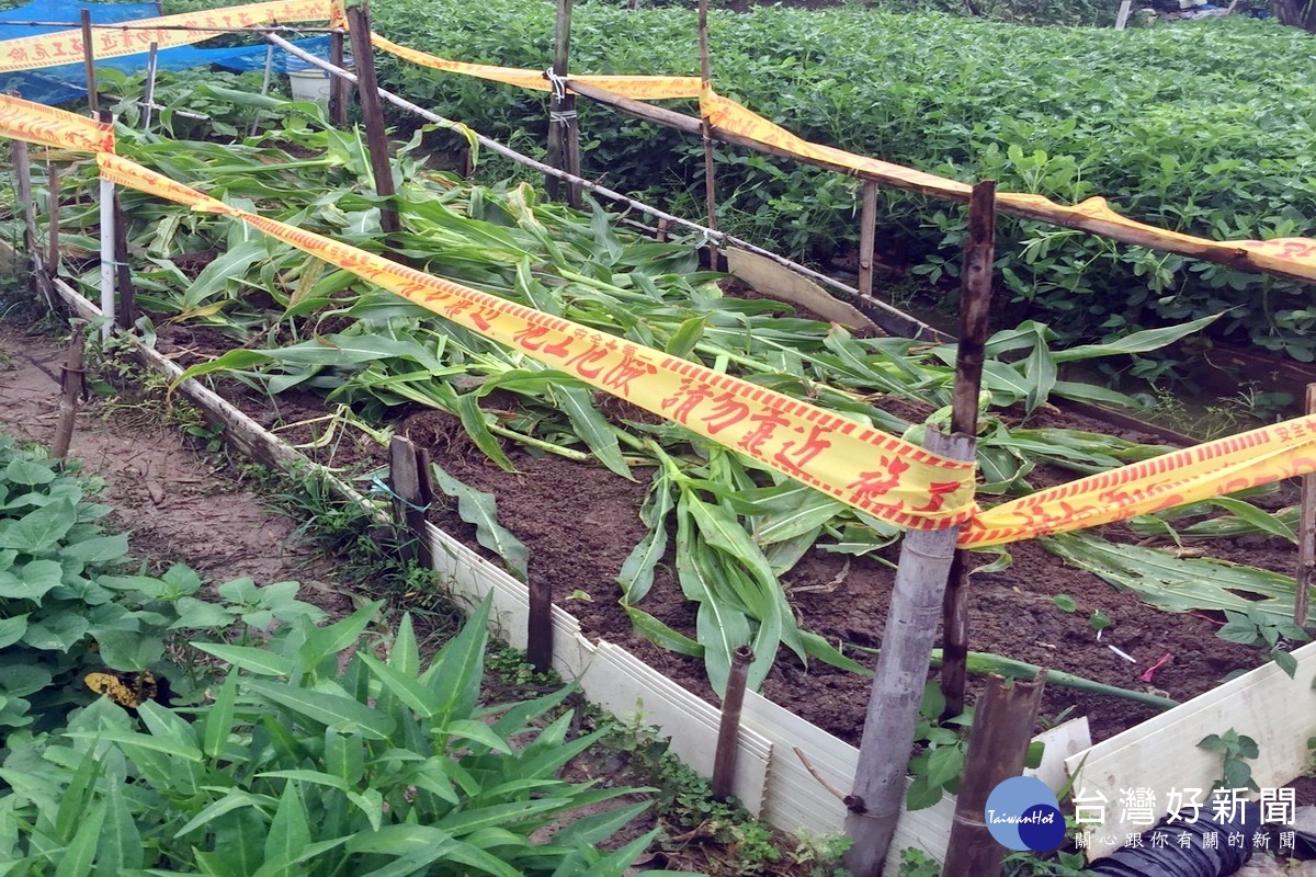 中壢區出現疑似秋行軍蟲案例,現場進行封鎖、作物銷毀並監控三個月。