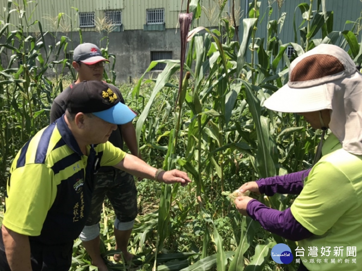 秋行軍蟲來勢洶洶　彰化建立單一窗口掌控疫情 台灣好新聞 第4張