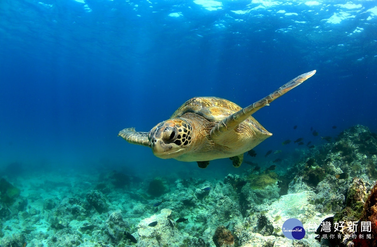 與可愛海龜共游享受純淨海洋魅力是到綠島不可錯過的行程之一。（圖／喜鴻假期提供）