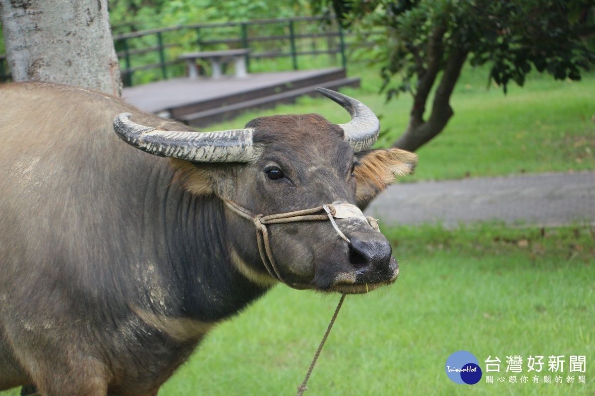 夏季主題導覽「認識水牛」，可近距離親近水牛。
