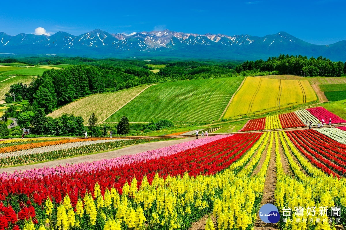 北海道四季景緻皆異，各有各的美。夏季時百花盛開，與山巒互相輝映，繼舒壓又扣人心弦。（圖／喜鴻假期提供）