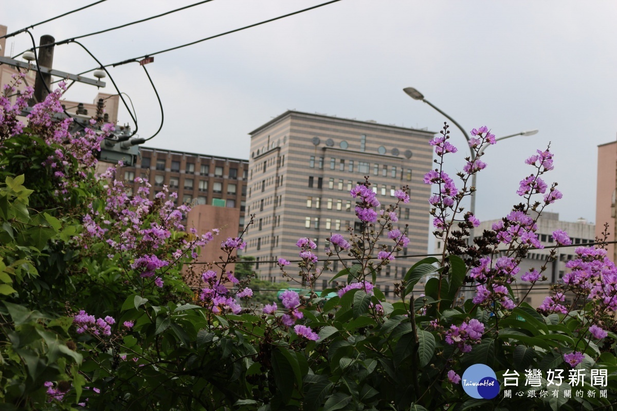 紫紅色的花朵在枝條頂端成串朝上生長（圖／台北市工務局提供）