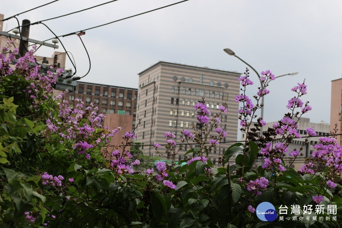 盛夏街頭風景畫　北市大花紫薇綻放 台灣好新聞 第2張