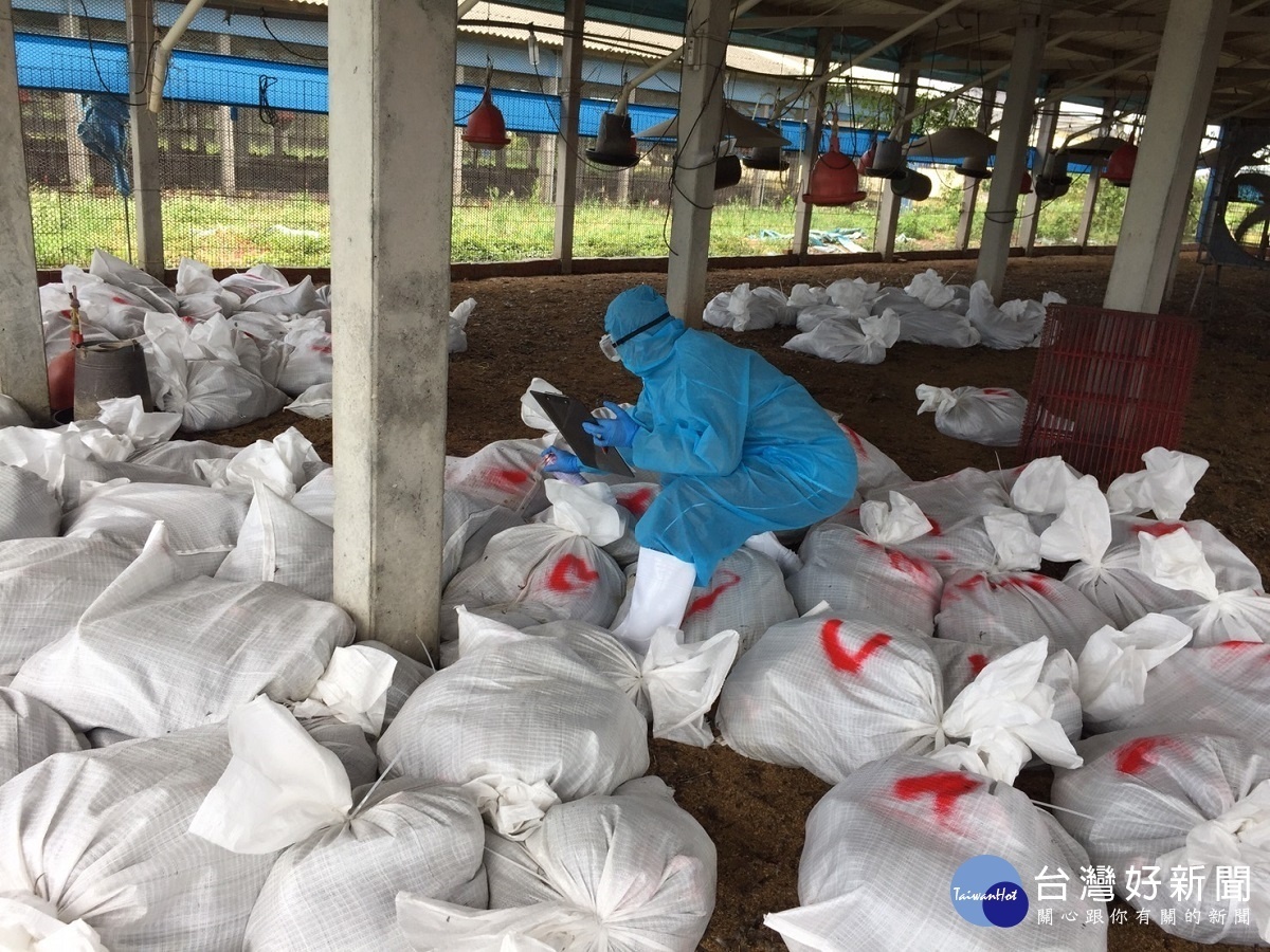 彰縣禽流感疫情連環爆 一週連三場撲殺六萬隻雞