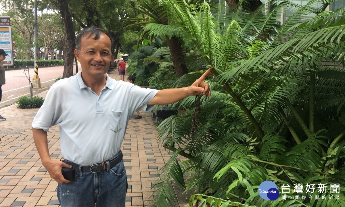 植物園嚴新富博士發現在植物園西屯路人行道上的造景植物枝條，常被民眾剪斷(圖/記者王丰和攝)