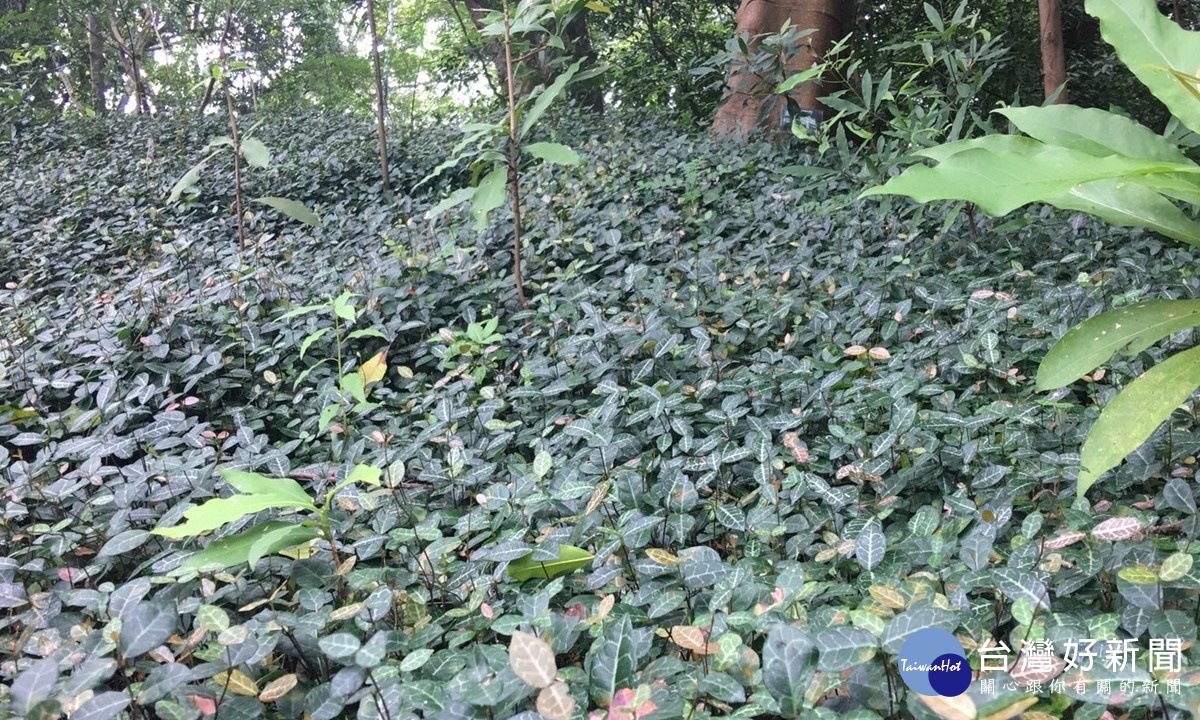 植物園應用中低海拔地被植物作為林間的綠地植栽,絡石是耐蔭性極佳,陽光充足時還會開出漂亮的小花。(圖/記者王丰和攝)