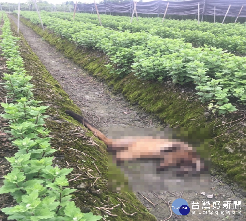 白鼻心陳屍花田內臟跑出 農民趕緊通報動防所