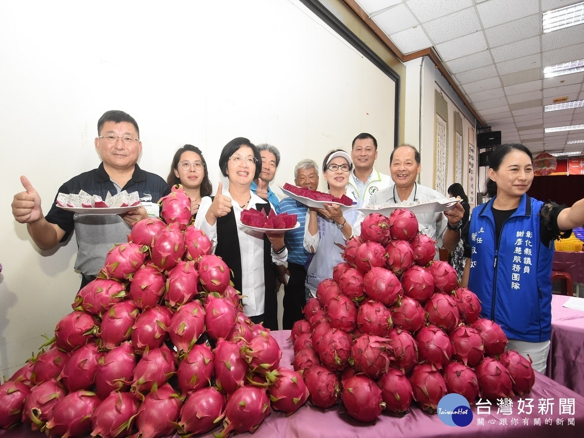 二林鎮紅龍果評鑑 王惠美為彰化優鮮紅龍果代言促銷