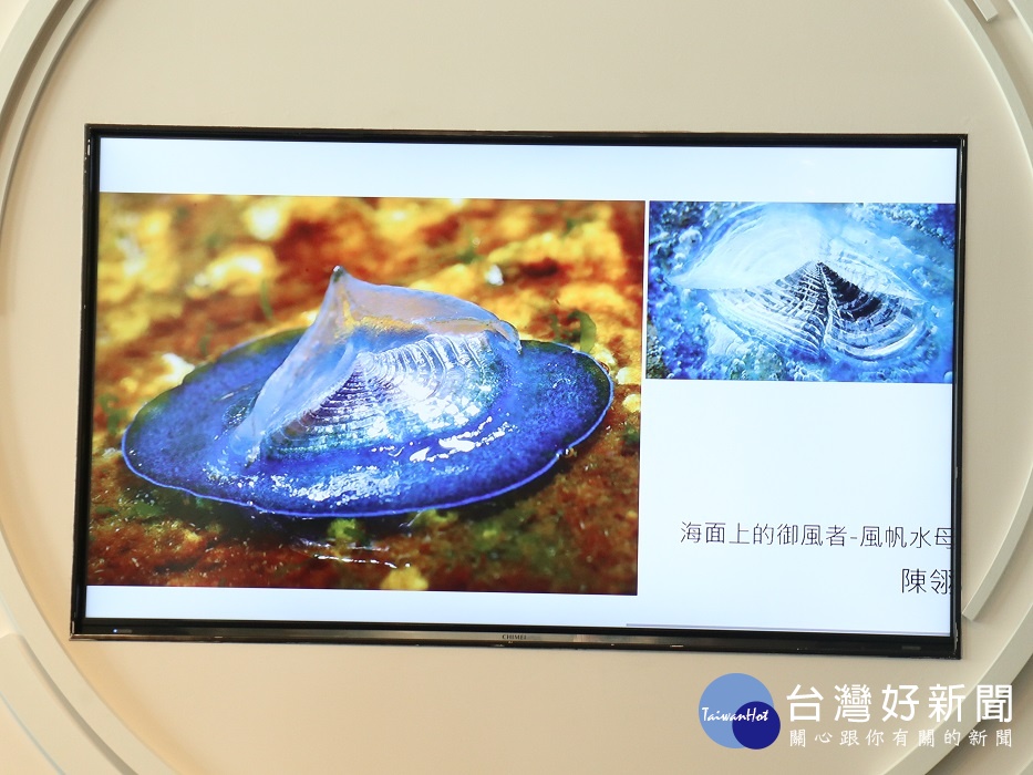科學攝影展的廣達青少年特別獎得獎者陳翎,作品是「海面上的御風者:風帆水母」,攝於新北市貢寮區馬崗。(圖/記者王丰和攝)