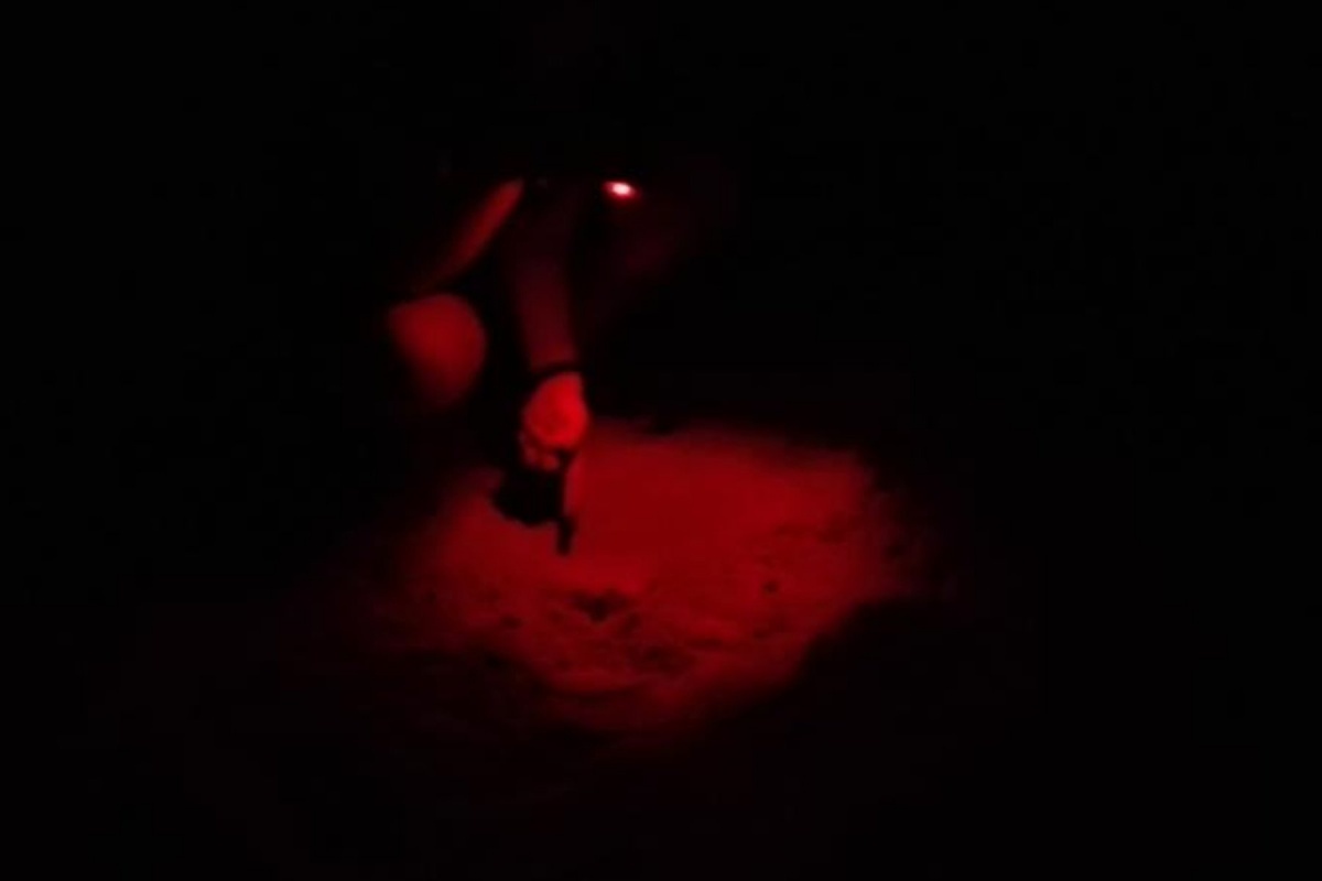 夜間海龜觀測保育。