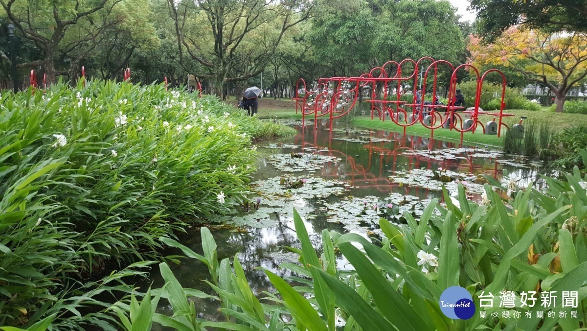 大安森林公園內大灣草圳及小生態池周邊種有大片野薑花（圖／台北市工務局提供）