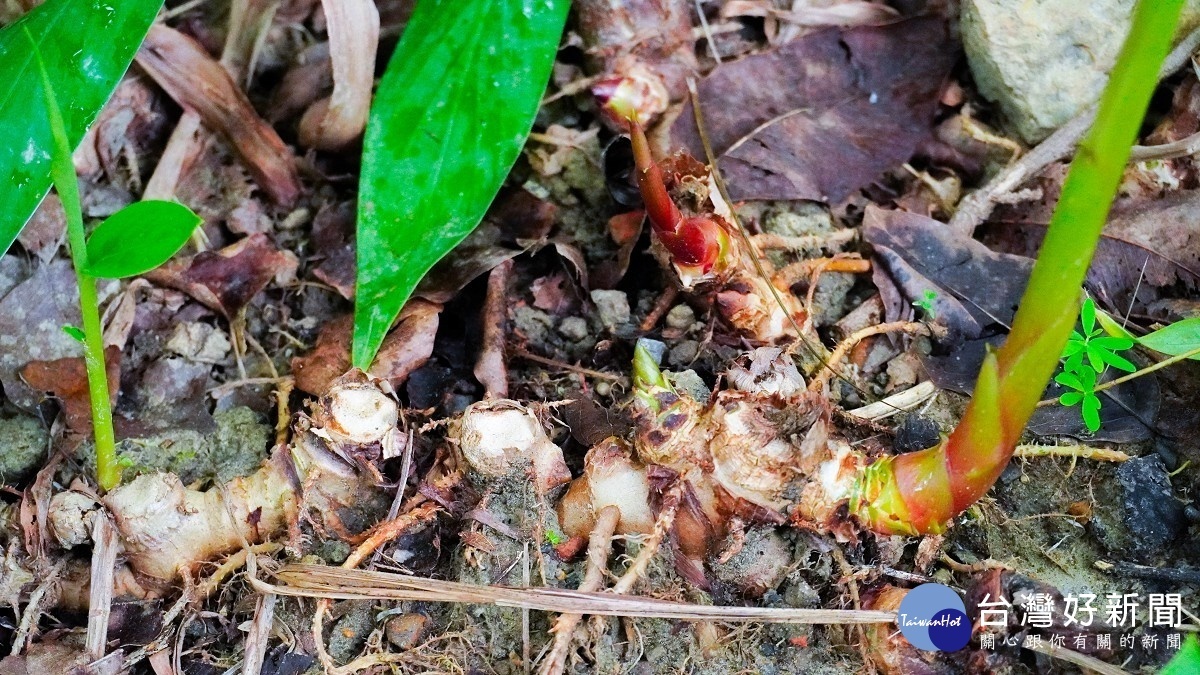 野薑花地下莖肥厚成塊狀,塊莖可作薑的替代品(圖/台北市工務局提供)