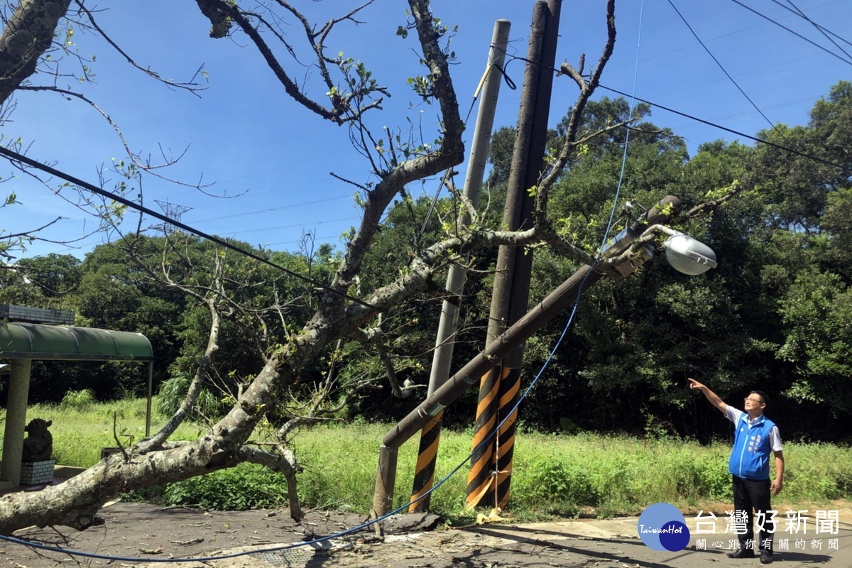 染患褐根病的百年老樹倒下壓斷路燈和電線桿，桃園市議員林昭賢到現場查看。