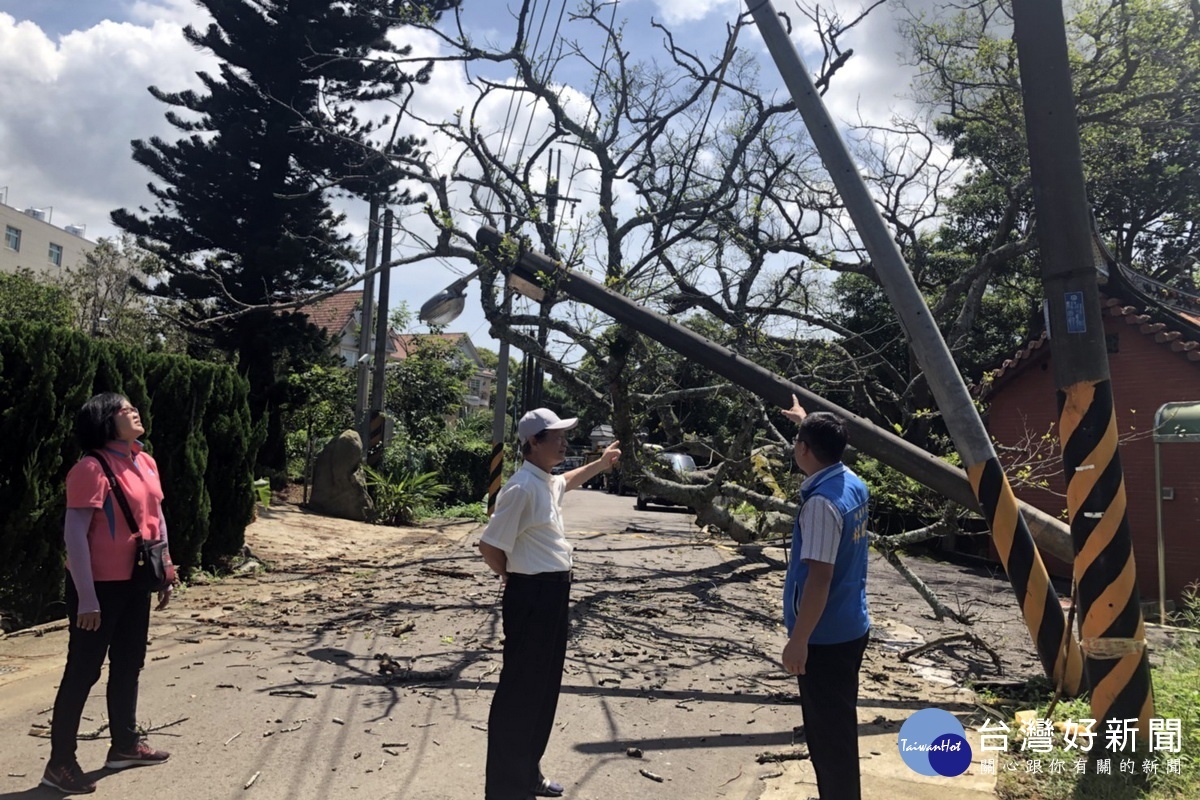 染患褐根病的百年老樹倒下壓斷路燈和電線桿，桃園市議員林昭賢會同里長到現場查看。