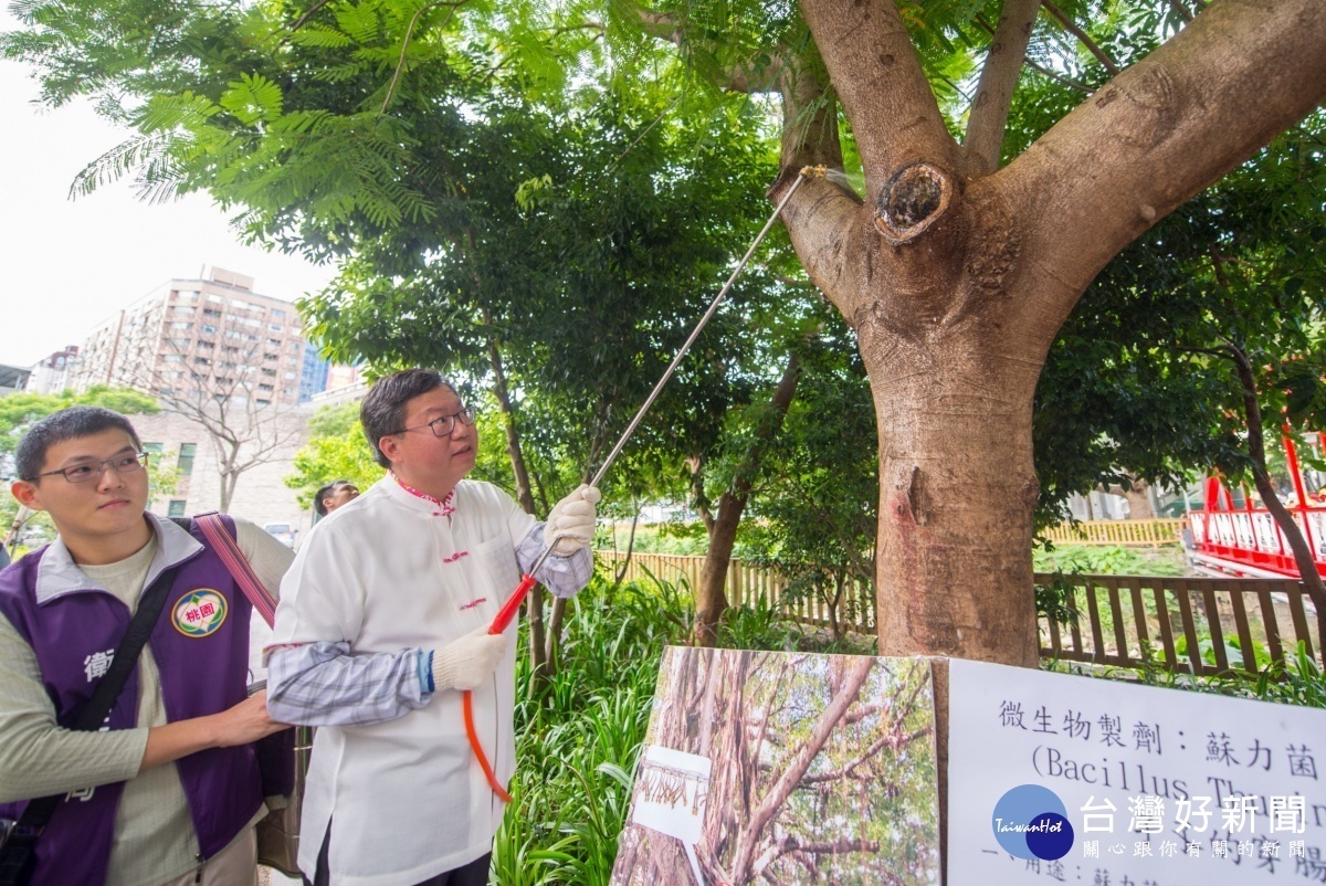 鄭市長以蘇力菌噴灑樹洞