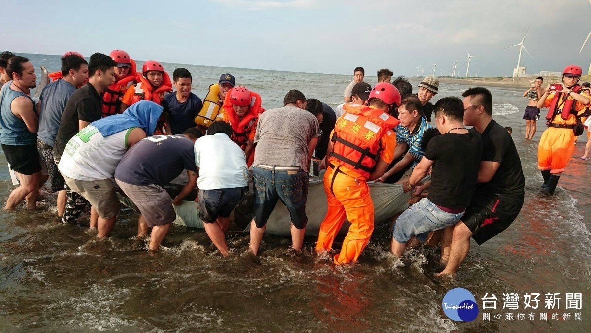 鯨豚擱淺觀音海水浴場,海巡與民齊力救援。
